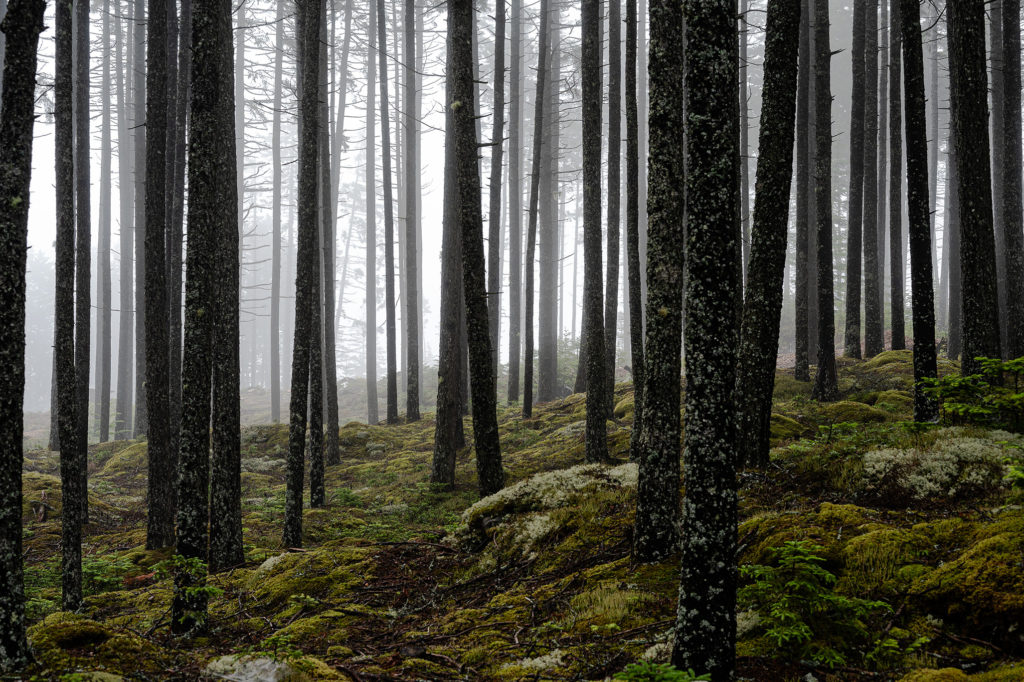 Fog rolls off Tenants Harbor through the spruce forest just off the coast.